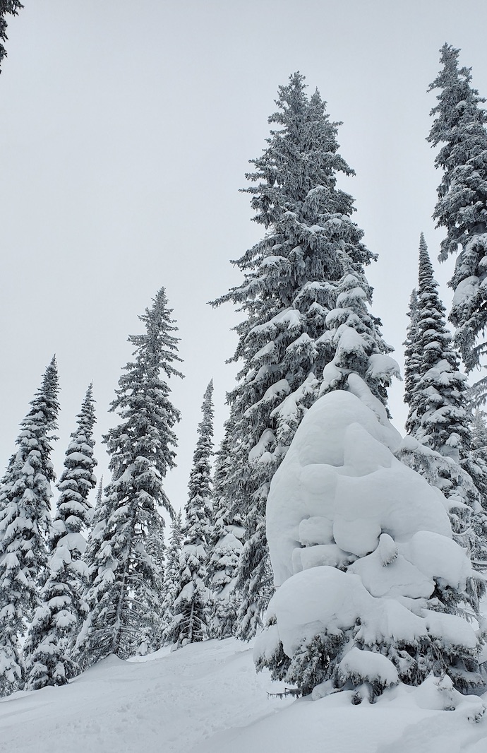 data/jwil/2020/4/revelstokesnowytrees.jpg